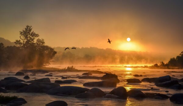 Pony Pasture Ducks - by Scott Adams