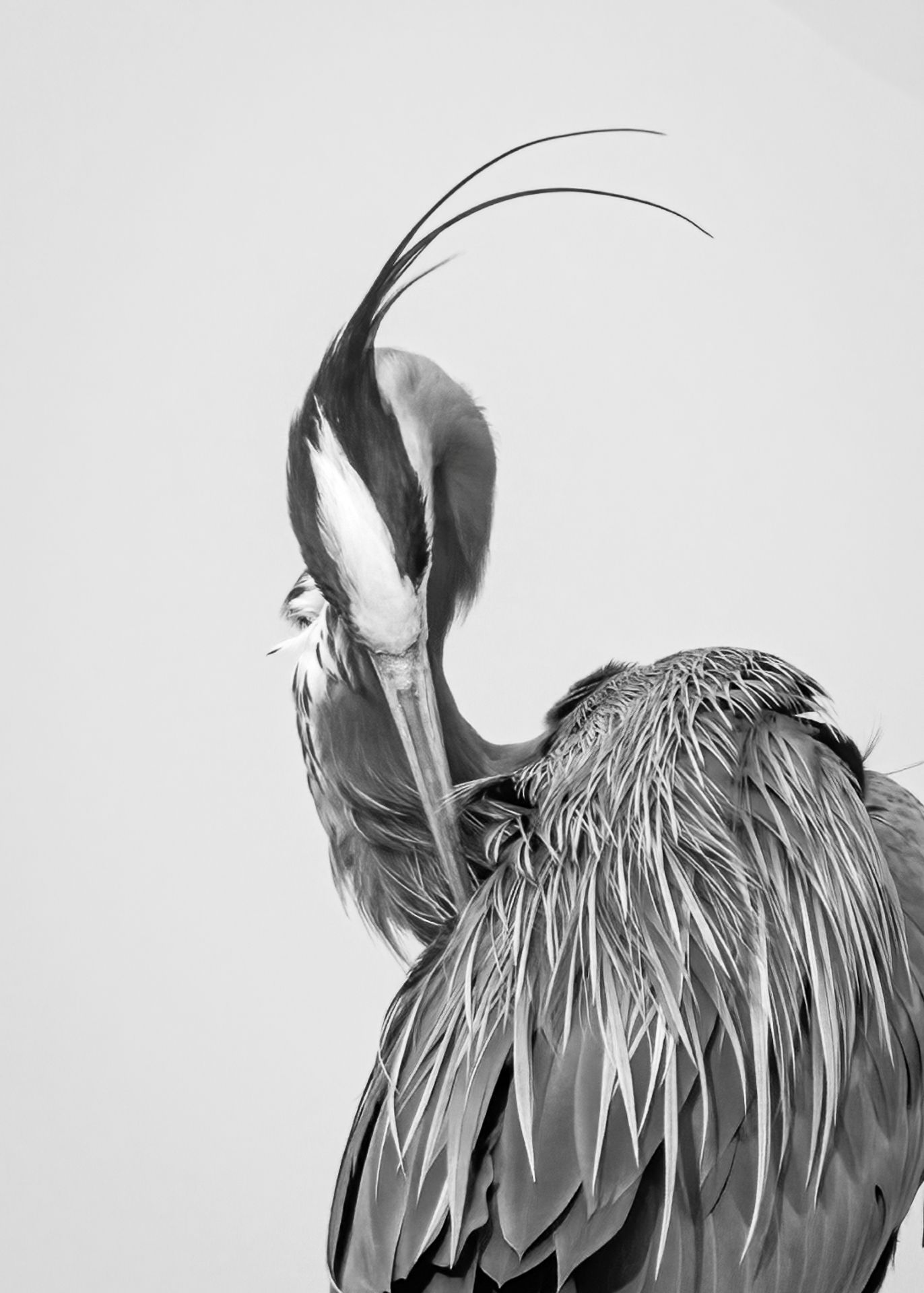 Heron Curves - by Patricia Davis