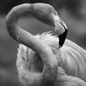 I Feel Pretty - by Patricia Davis