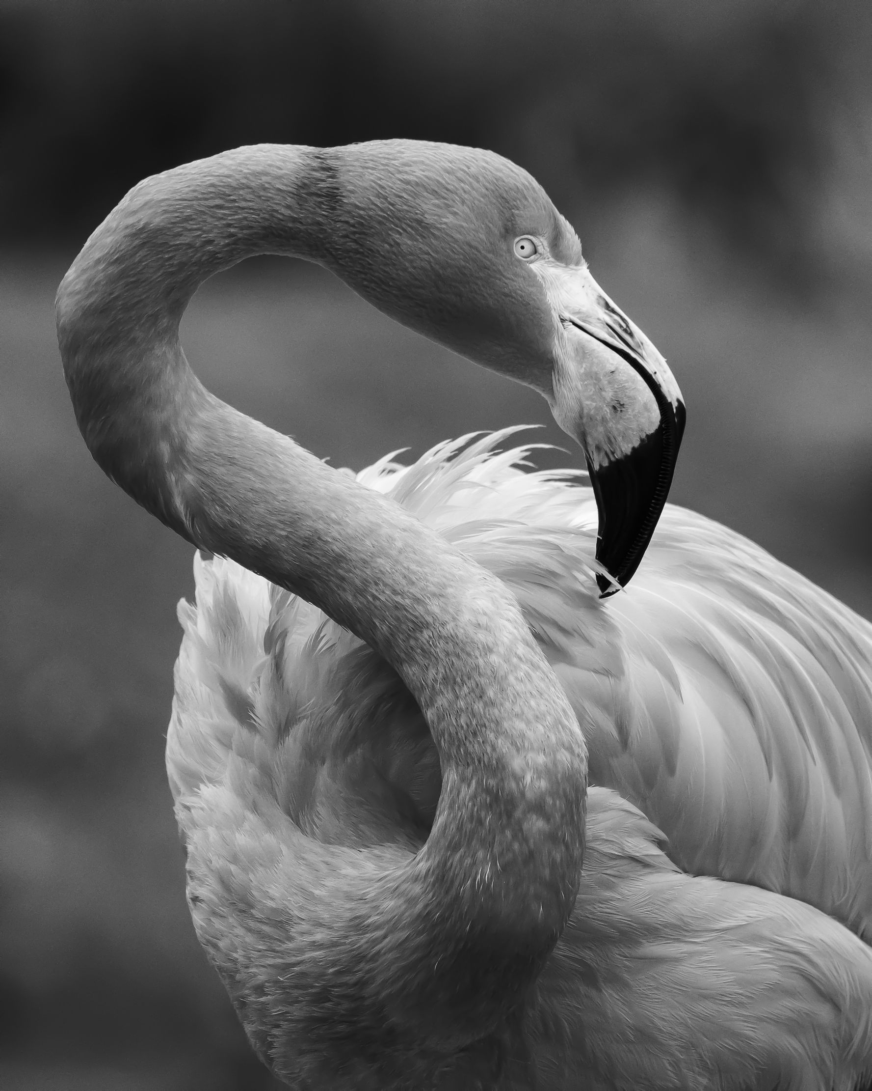 I Feel Pretty - by Patricia Davis