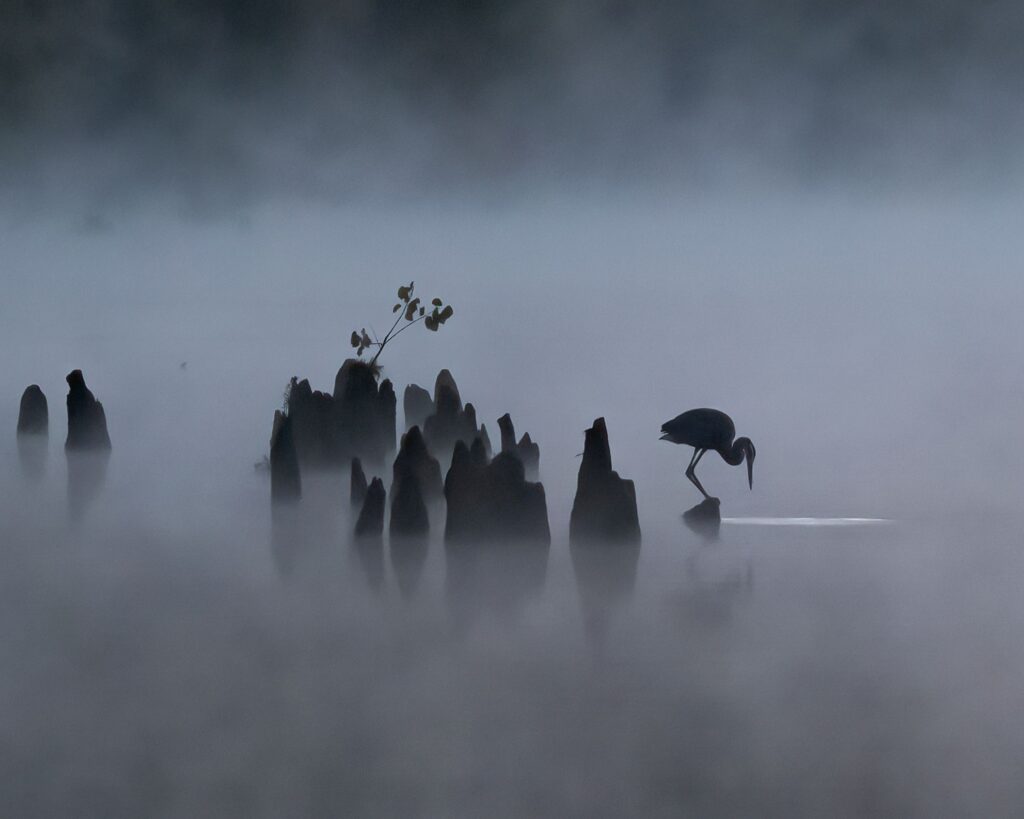 Misty Morning Fishing - by Patricia Davis
