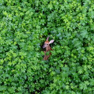 Safety - by Jesse Harrison