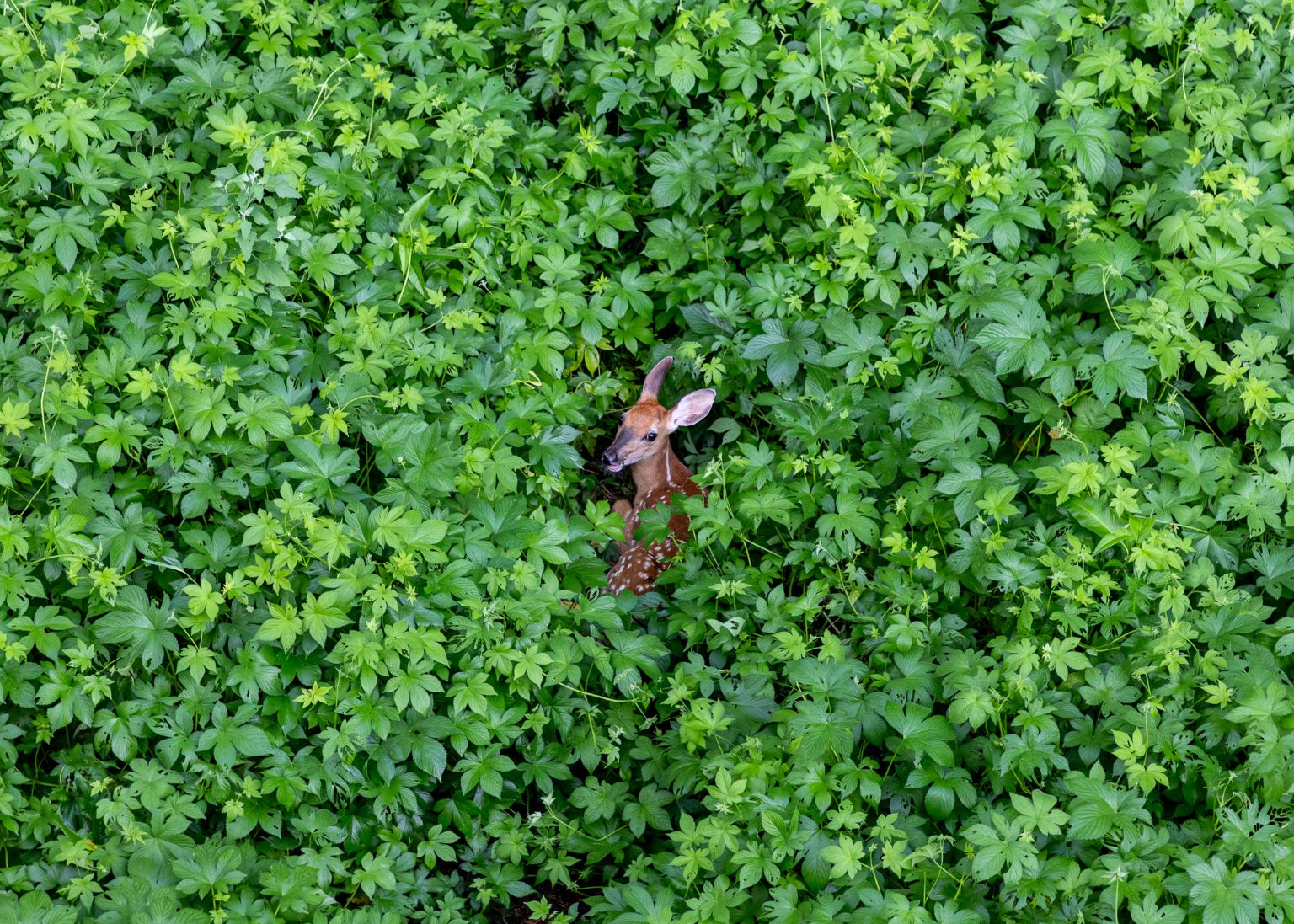 Safety - by Jesse Harrison