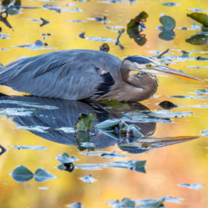 Fall Reflection - by Patricia Davis