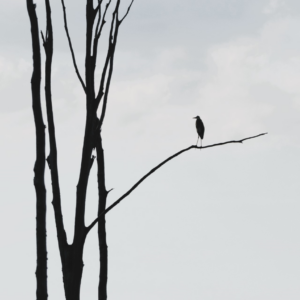 Solitary Heron - by Patricia Davis