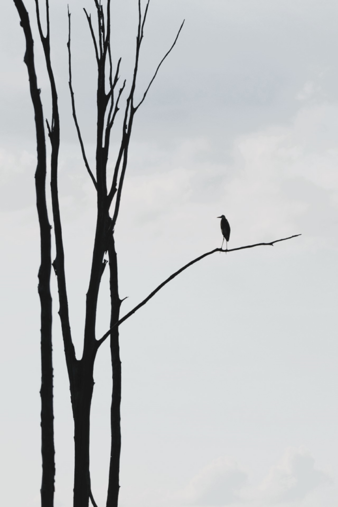 Solitary Heron - by Patricia Davis