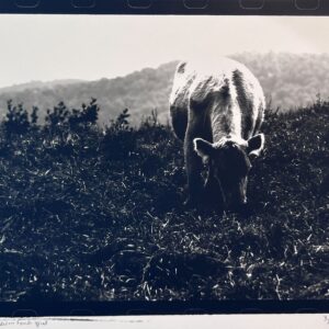 Fairy Cow on Hill - by Cat Conley