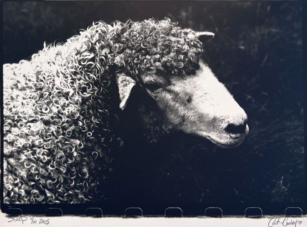 Sheep - by Cat Conley