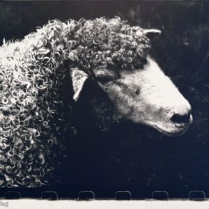 Sheep - by Cat Conley