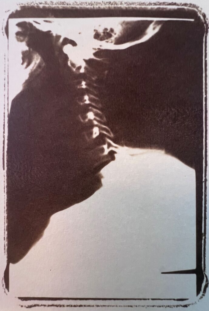Skull and Spine Vandyke Brown - by Cat Conley