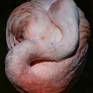 Bird Ball - by Patricia Davis