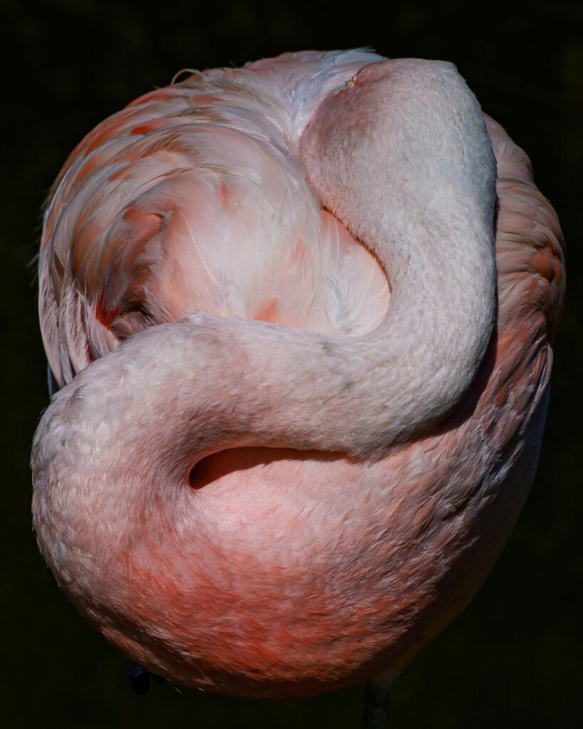 Bird Ball - by Patricia Davis