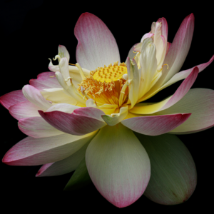 Lotus Abandon - by Patricia Davis