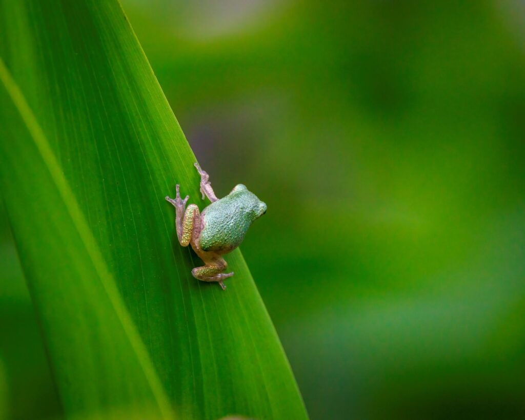 On Edge - by Patricia Davis