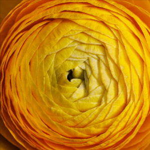 Radial Repetition - by Patricia Davis